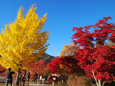 2012紅葉狩り 河口湖紅葉まつり 8