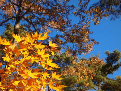 2012紅葉狩り 山中湖紅葉まつり 4