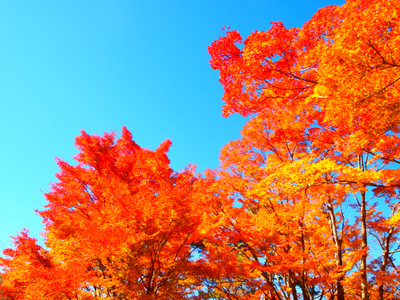 2012紅葉狩り 山中湖紅葉まつり 9