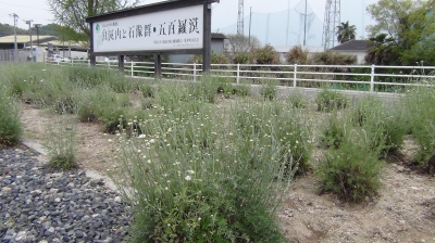 因島マリーナ