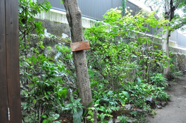 DSC_9278.JPG
