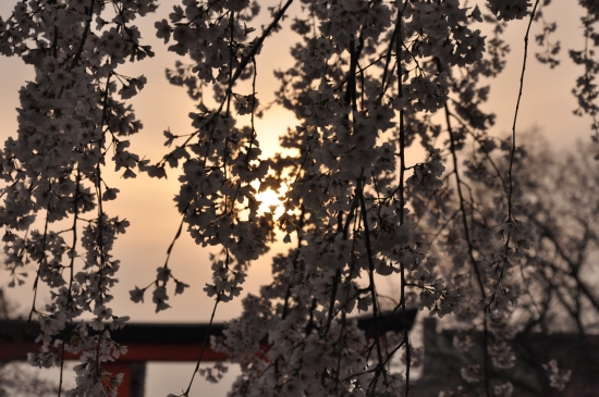 DSC_0323.JPG