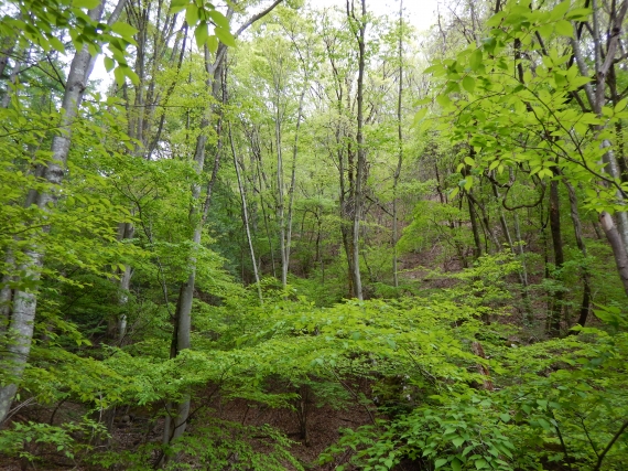 DSCN1216.JPG