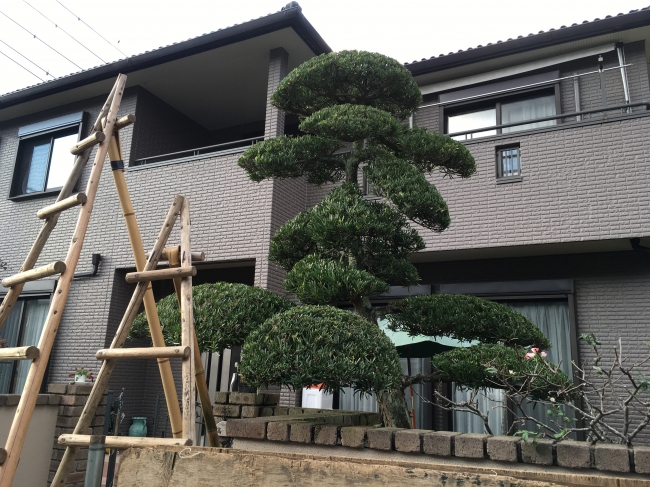 刈込み鋏 「京都門型」「リョウテ」 | ZOEN ARAI PHOTO