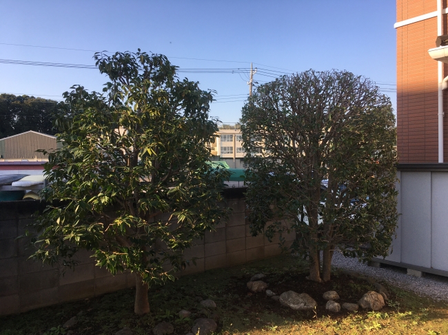 刈込み鋏 「京都門型」「リョウテ」 | ZOEN ARAI PHOTO