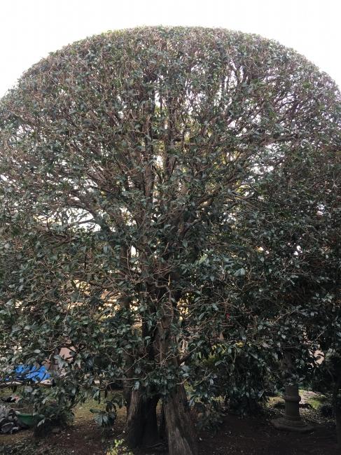 刈込み鋏 「京都門型」「リョウテ」 | ZOEN ARAI PHOTO