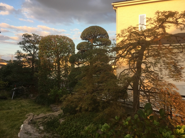 刈込み鋏 「京都門型」「リョウテ」 | ZOEN ARAI PHOTO