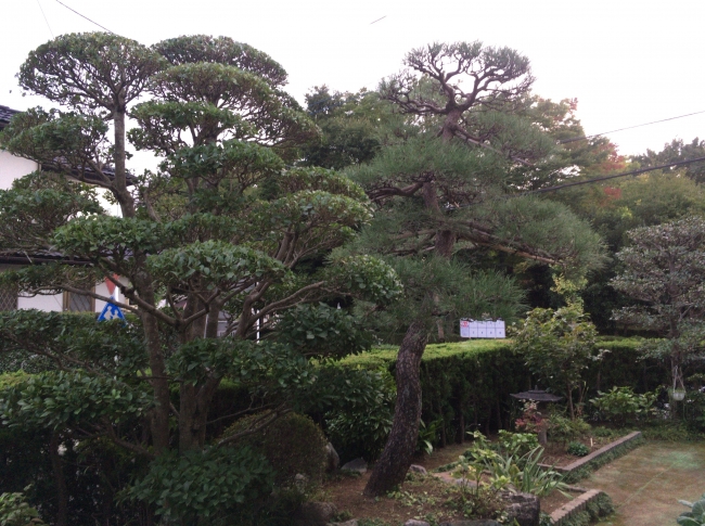 刈込み鋏 「京都門型」「リョウテ」 | ZOEN ARAI PHOTO