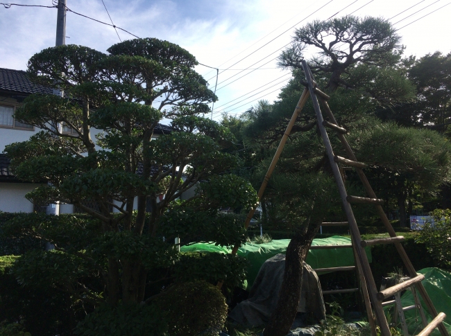 刈込み鋏 「京都門型」「リョウテ」 | ZOEN ARAI PHOTO