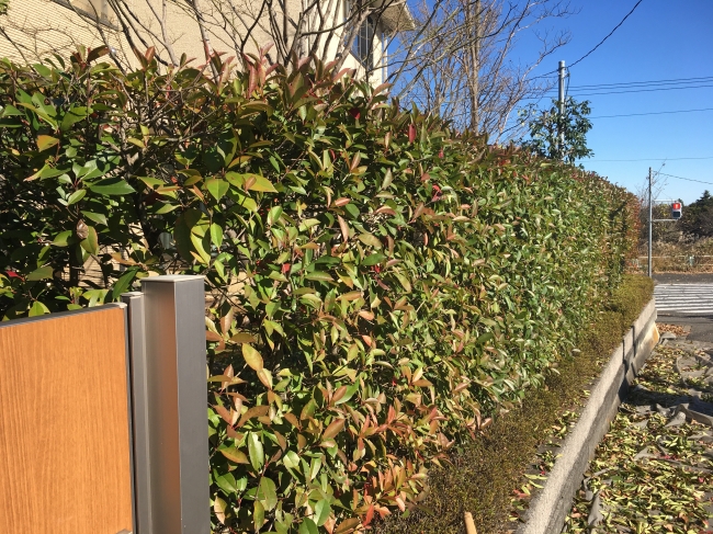 京都　門型両手鋏 刈込み鋏 「京都門型」「リョウテ」 | ZOEN ARAI PHOTO