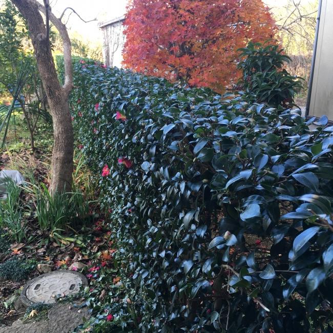 刈込み鋏 「京都門型」「リョウテ」 | ZOEN ARAI PHOTO