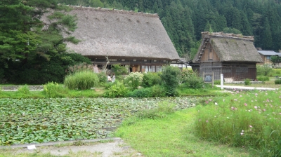 コスモス