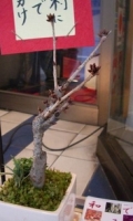 盆栽