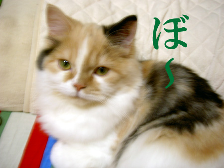 ぼ〜