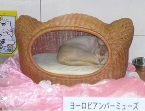 可愛いなぁ。ハウス欲しいなぁ
