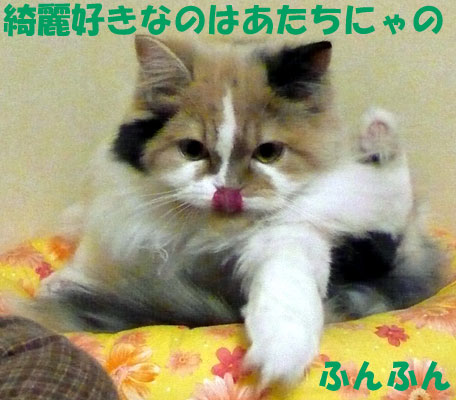 綺麗好きちーたん