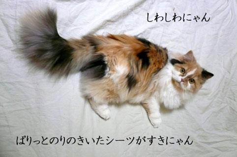 おんざシーツ