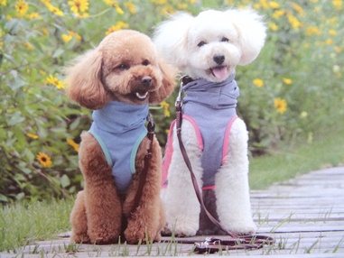 チルティー通信＊＊＊