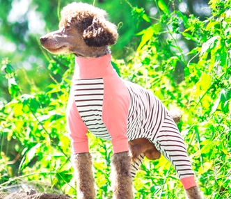 チルティー通信＊＊＊