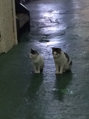 かつら 猫
