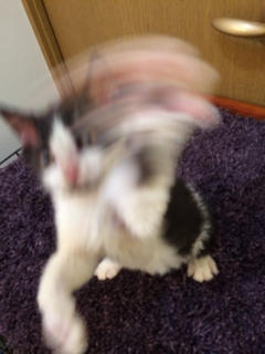iPhoneImage.png