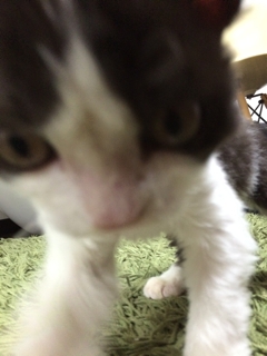 iPhoneImage.png