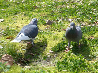チーム鳩