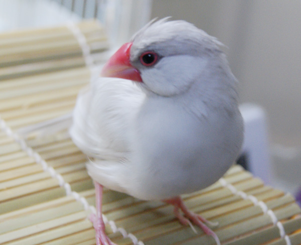 この可愛い生き物は びゃろぐ