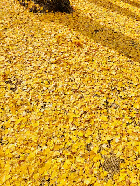 ginko yellow tree