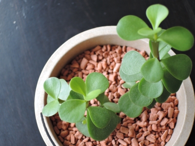 多肉植物 ツキノワコトノハ