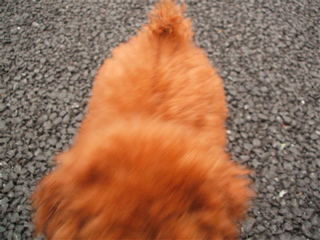 おさんぽ練習0629-4 猛ダッシュ
