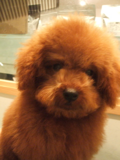 20070906シャンプー後