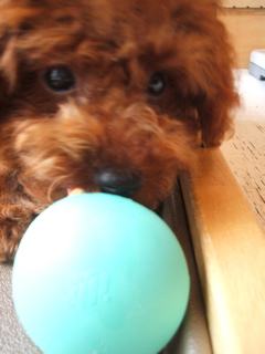GUZZY 入ってますね♪