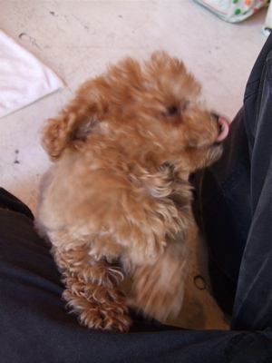 20071214ワクチン前2
