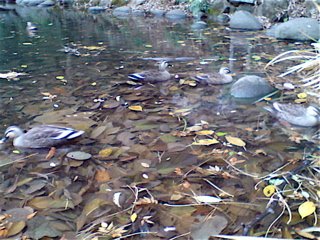 20071225»°»ÍϺÃӤγû1