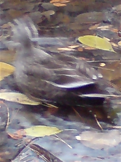 20071225»°»ÍϺÃӤγû4