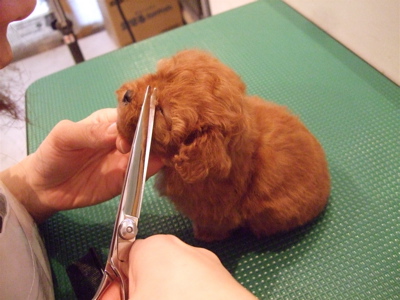 20080109アプリちゃん初シャンプー9