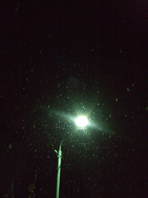 20080117初雪2-300
