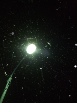 20080117初雪4-300