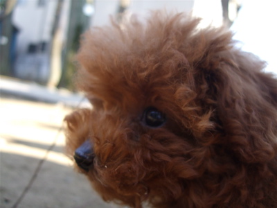 20080229レッドくん6