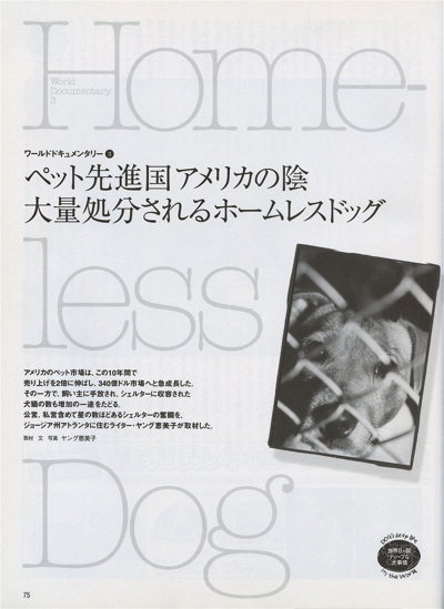 Home-less Dog1