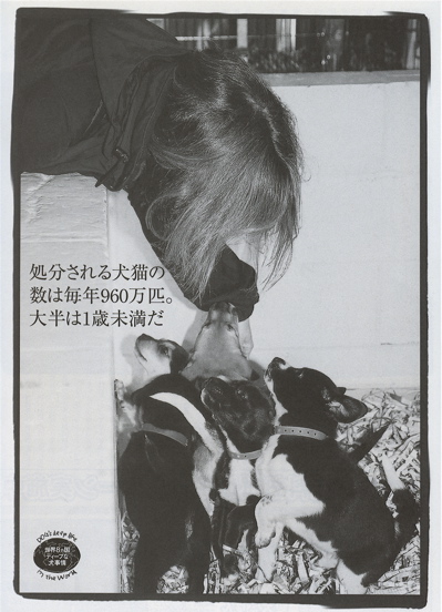Home-less Dog2
