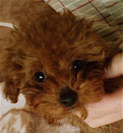 20080302レッドくんの朝2