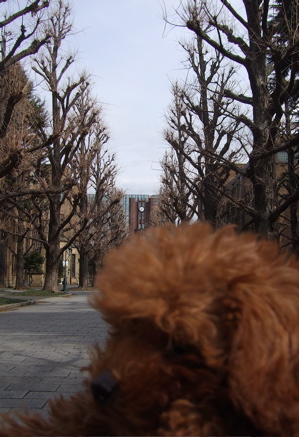 20080302レッドくん、東大おさんぽ2-300