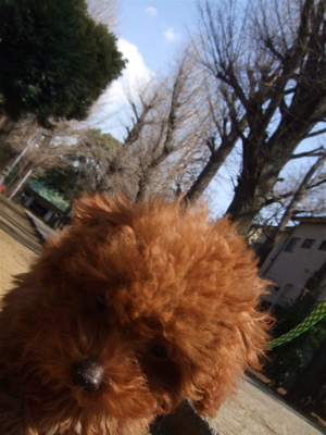 20080307レッドくん8
