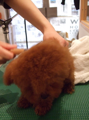 20080309レッドくんシャンプー5