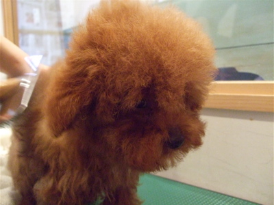20080309レッドくんシャンプー6
