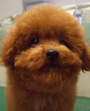 20080309レッドくんシャンプー8