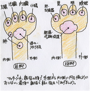 肉球マッサージ