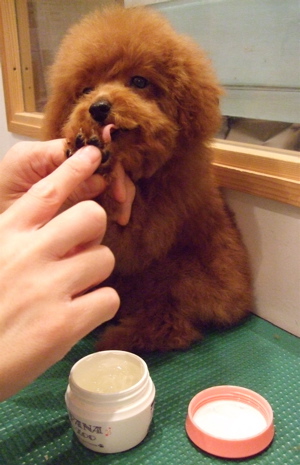 20080320レッドくん10